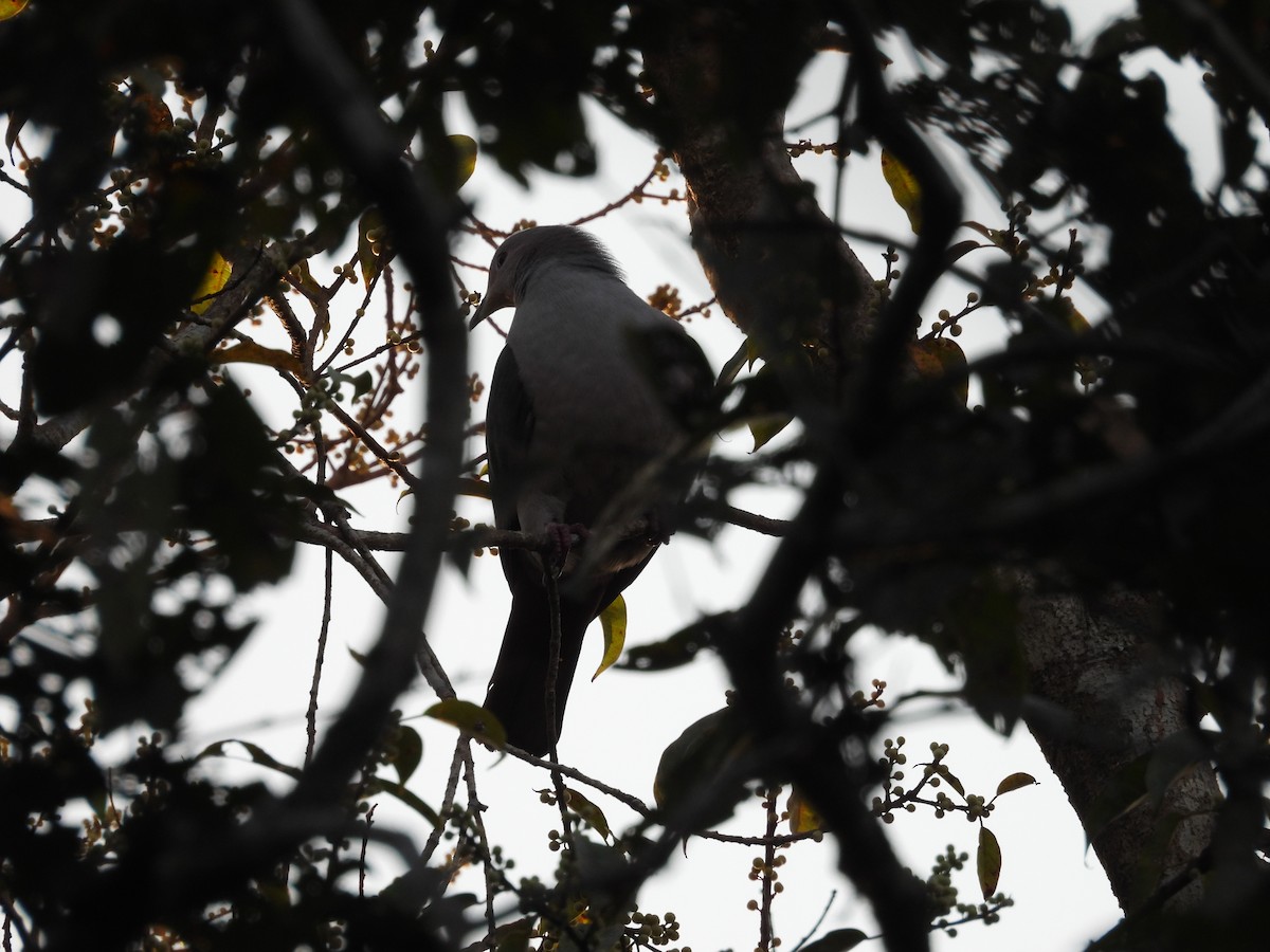 Green Imperial-Pigeon - ML614385831
