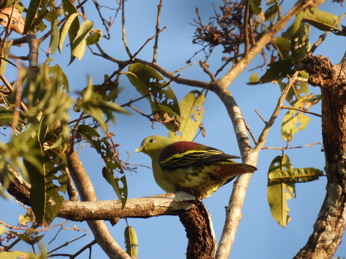 Gray-fronted Green-Pigeon - ML614385841