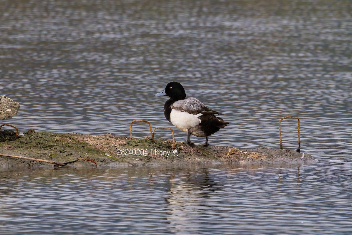 Greater Scaup - ML614385853