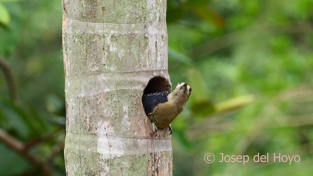 Black-cheeked Woodpecker - ML614385900