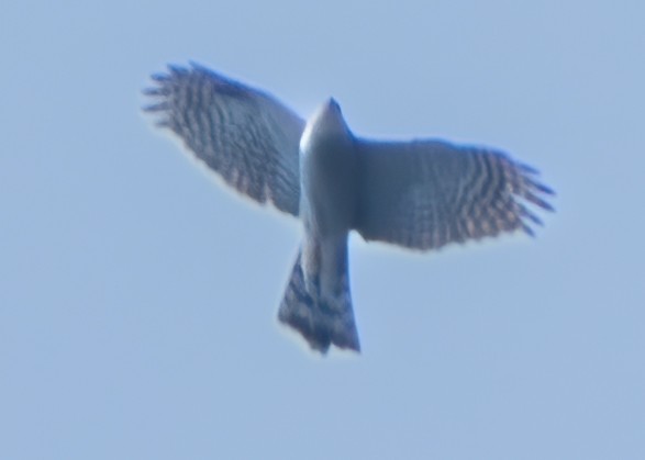 Eurasian Sparrowhawk - ML614385902