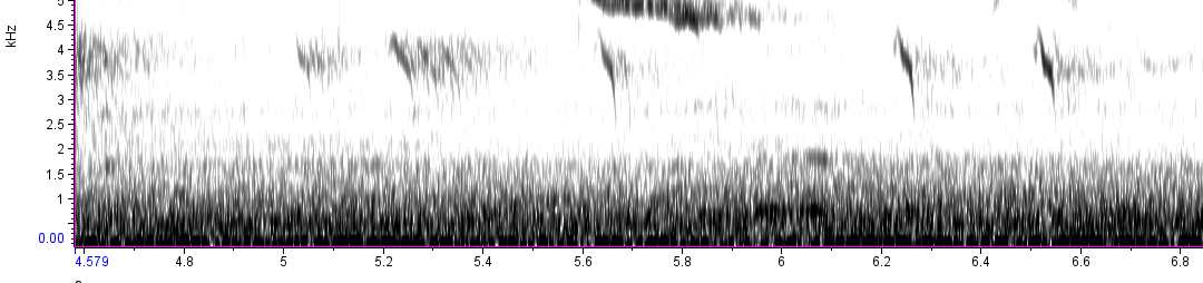 צלוב-מקור אדום - ML614386060