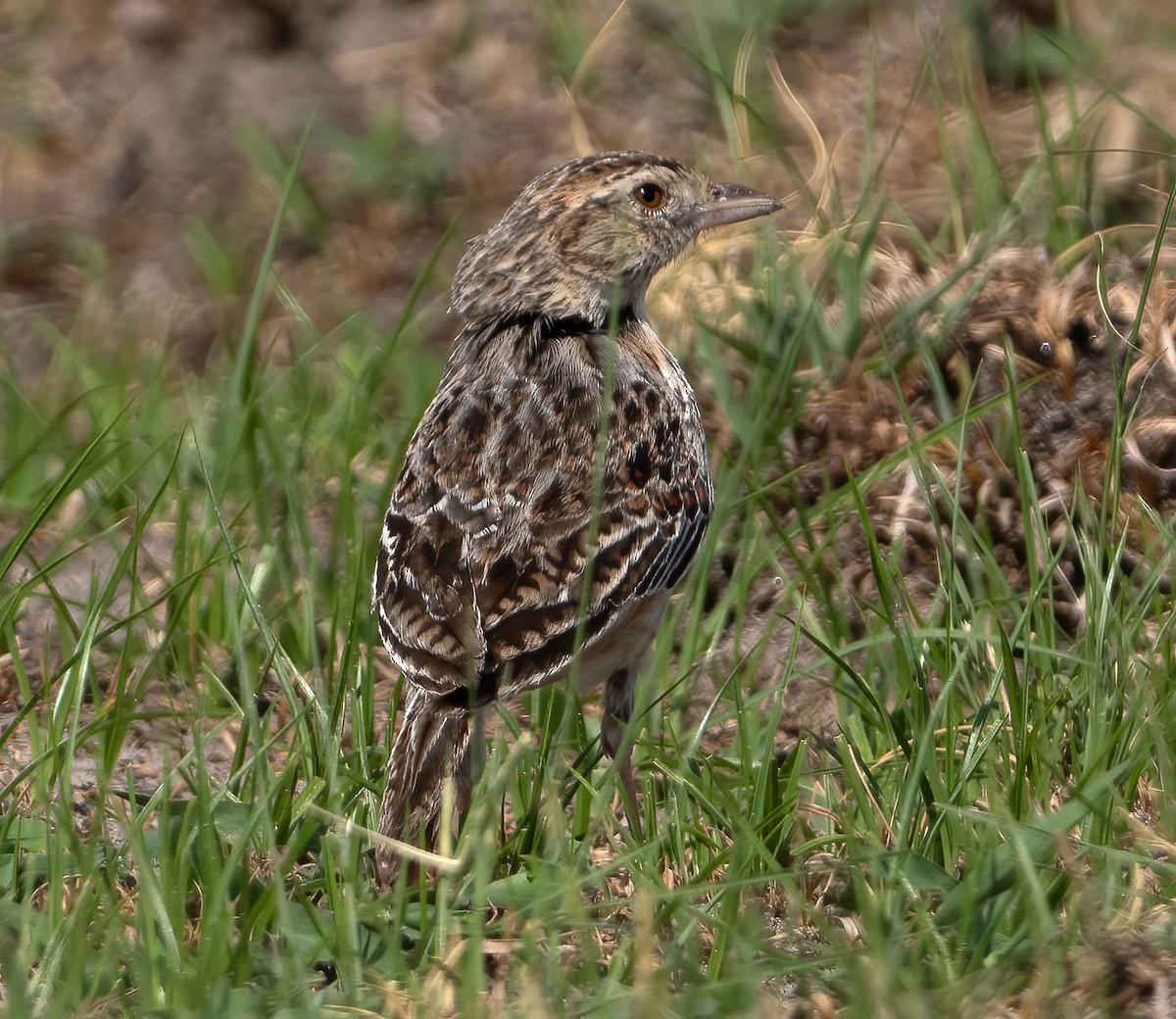 Eastern Clapper Lark - ML614386066