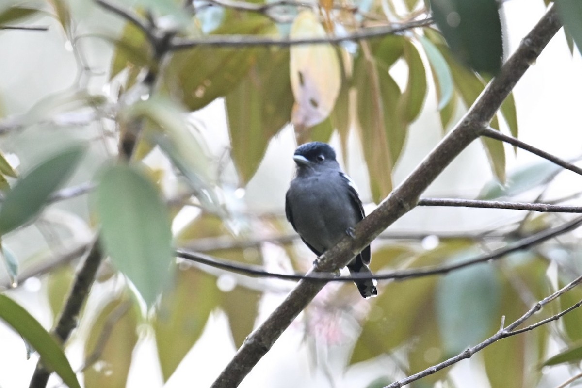 White-winged Becard - Eric Raul Castro-Dean