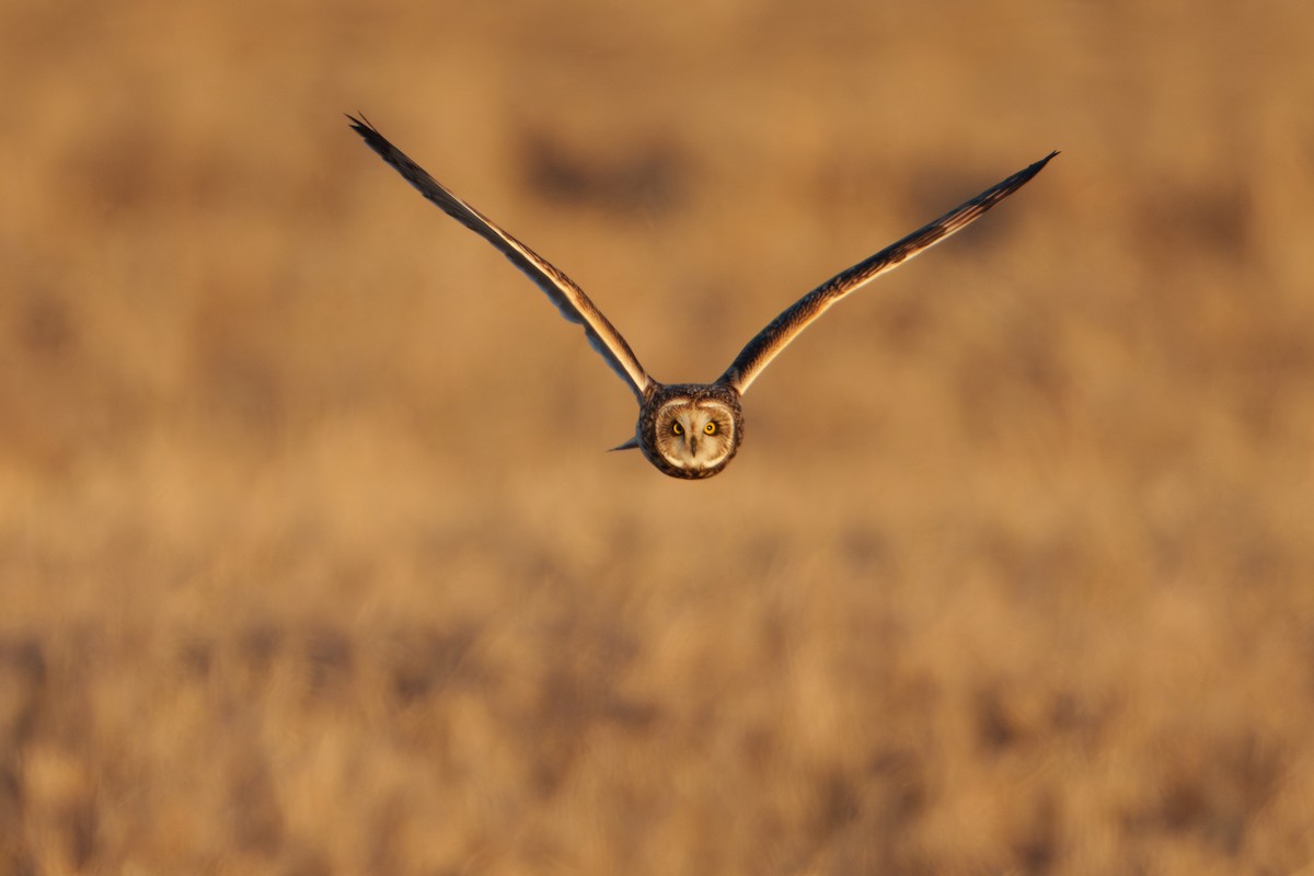 Short-eared Owl - ML614386102