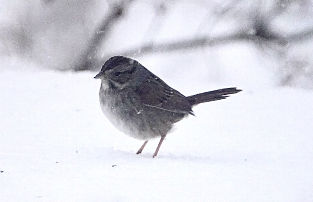 Swamp Sparrow - ML614386182