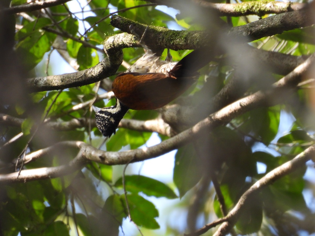 Common Flameback - ML614386211