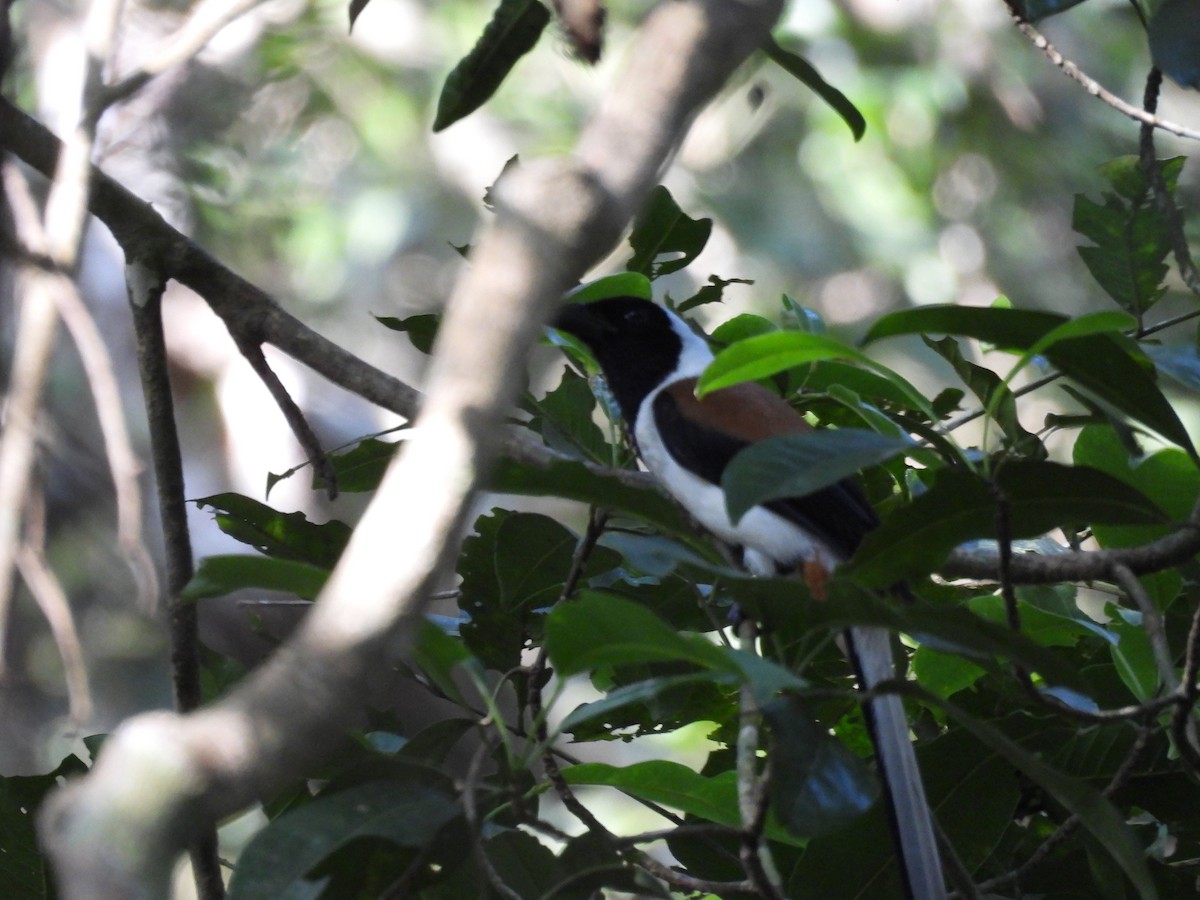 White-bellied Treepie - ML614386217