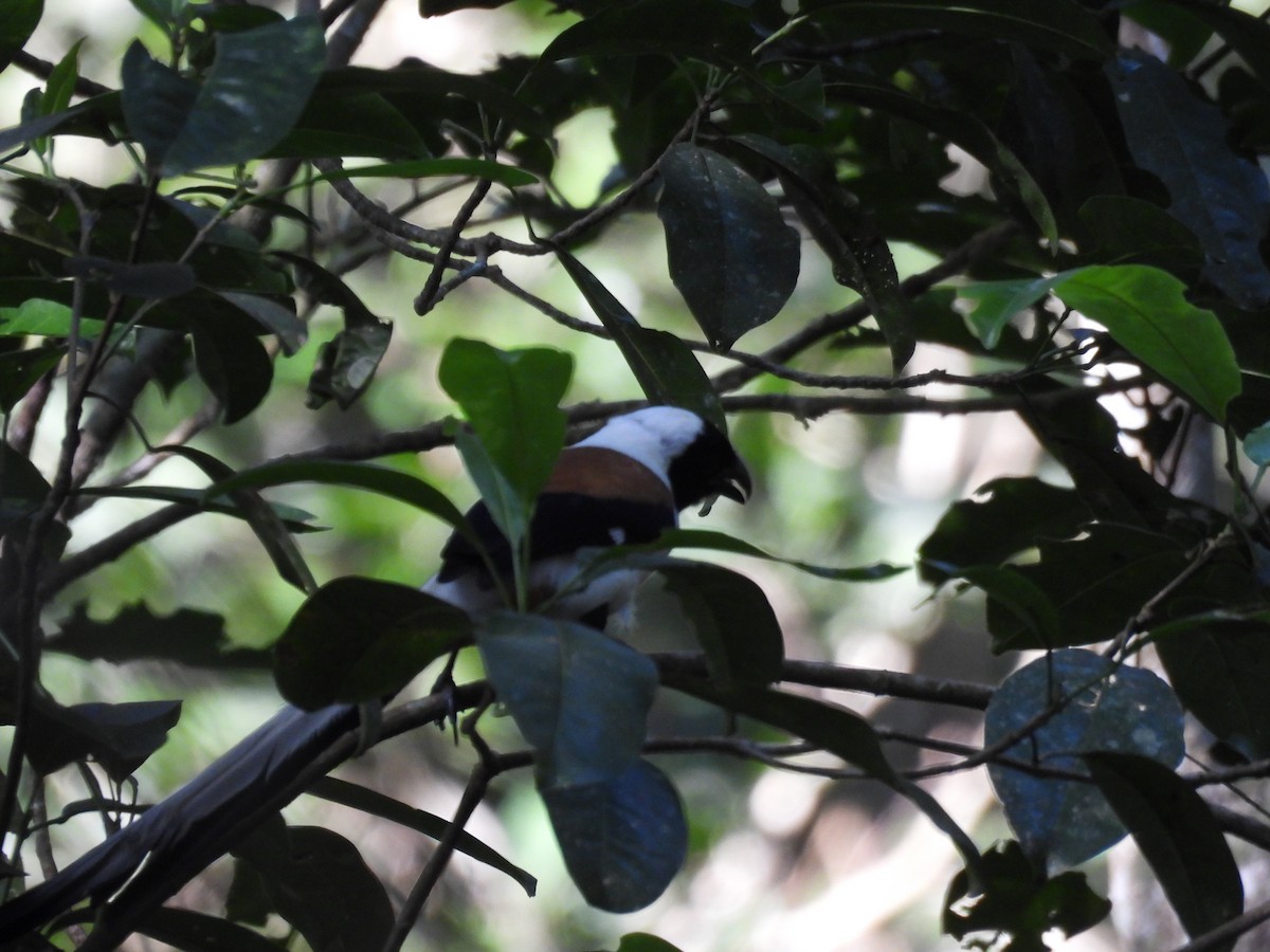 White-bellied Treepie - ML614386218