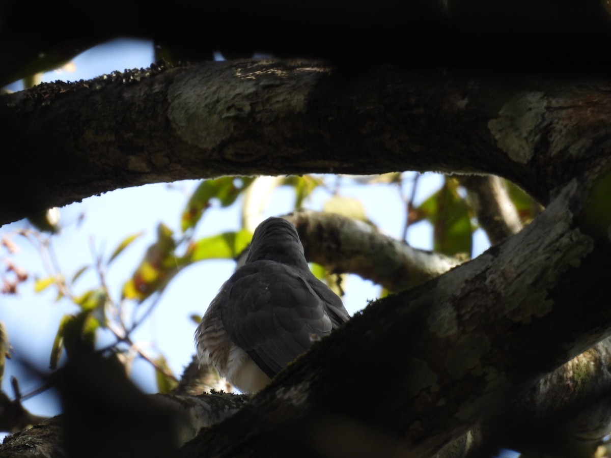 Common Hawk-Cuckoo - ML614386232