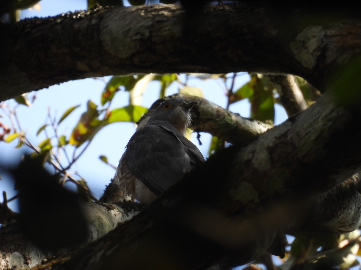 Common Hawk-Cuckoo - ML614386234