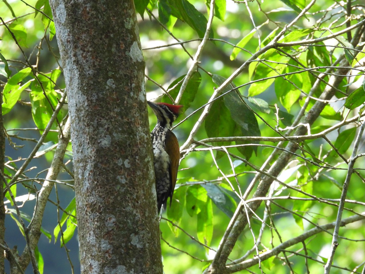 Common Flameback - ML614386243