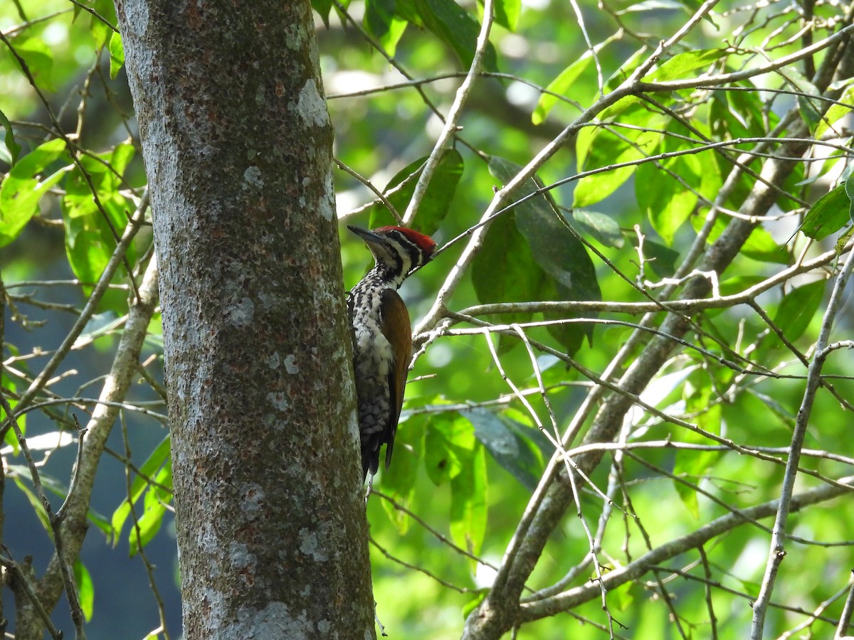 Common Flameback - Daan Joosen