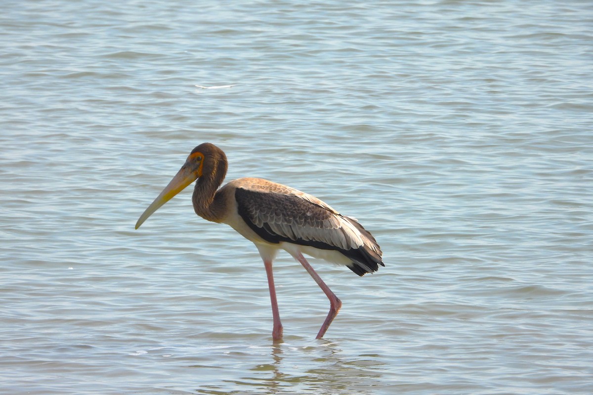 Painted Stork - ML614386266