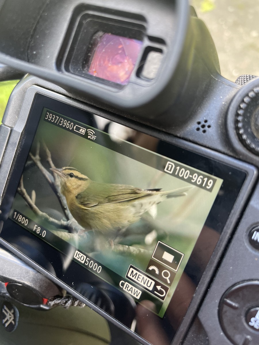 Worm-eating Warbler - ML614386270