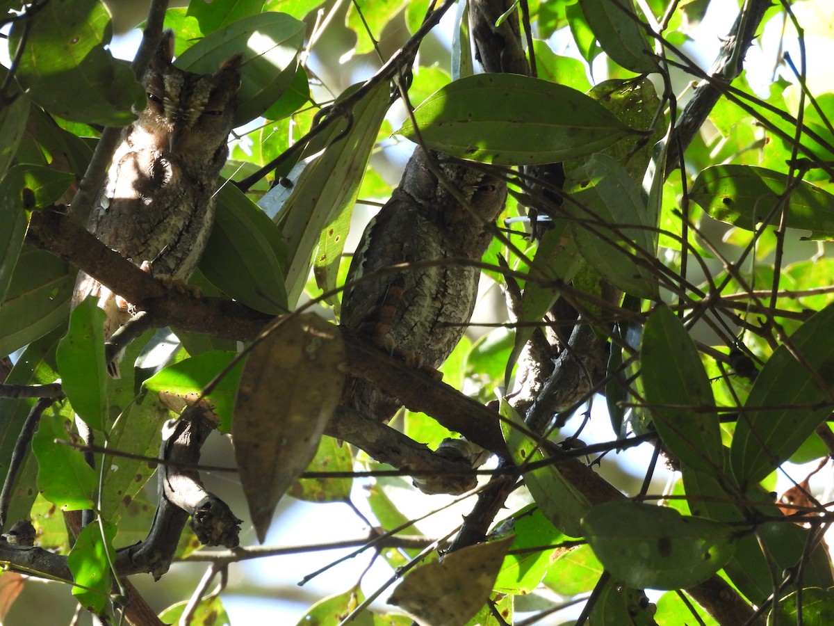 Oriental Scops-Owl - ML614386271