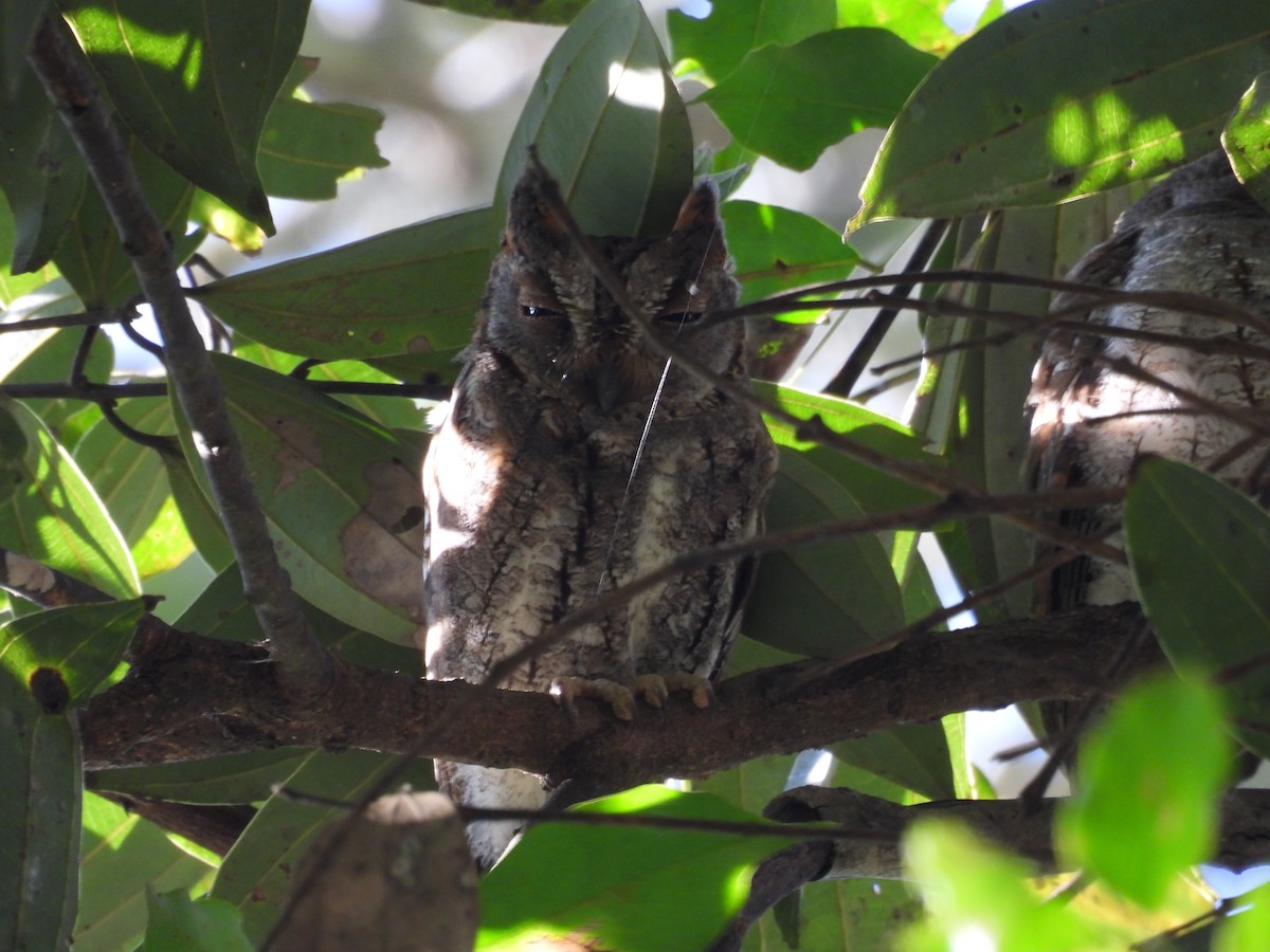 Oriental Scops-Owl - ML614386272