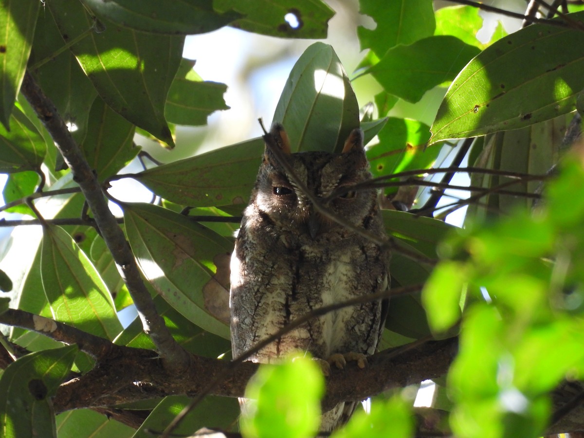 Oriental Scops-Owl - Daan Joosen