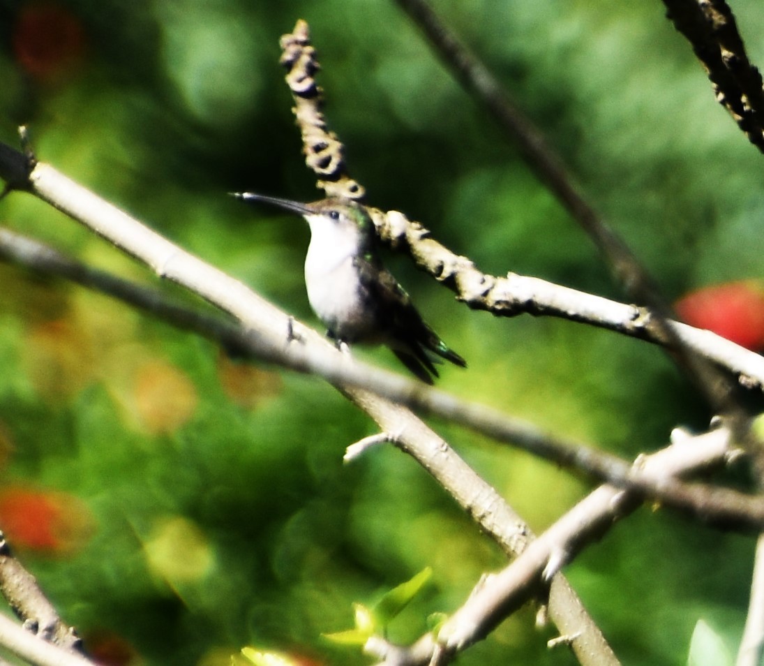 Ruby-throated Hummingbird - ML614386294