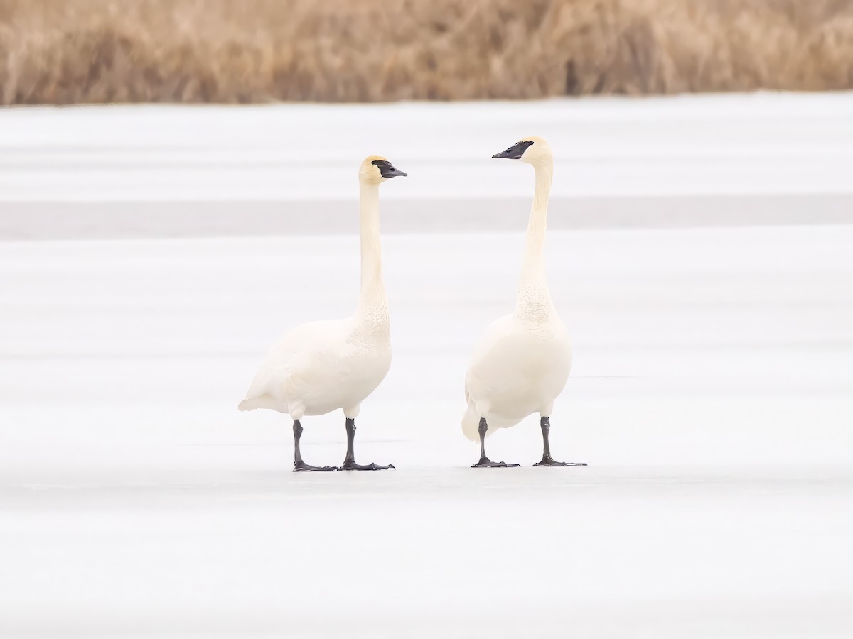 Trumpeter Swan - ML614386403