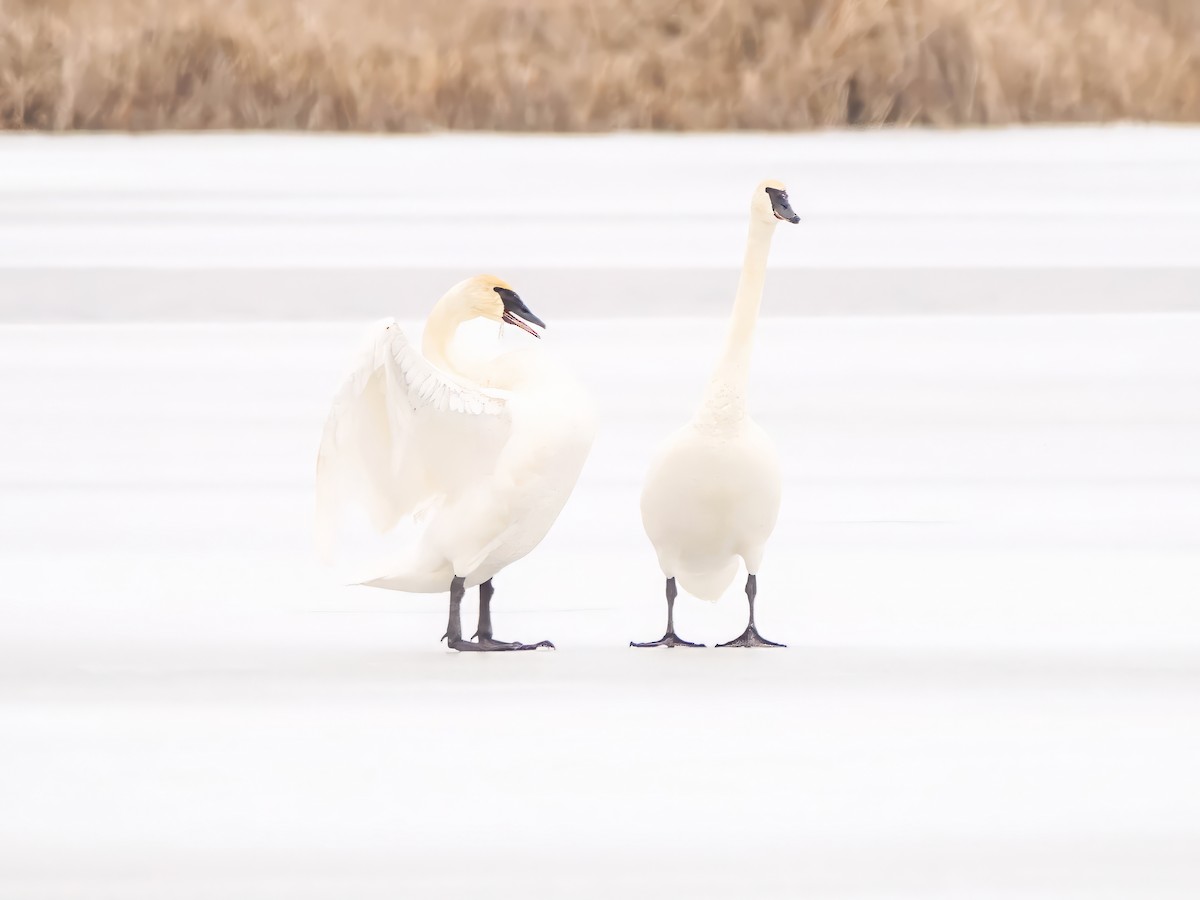 Trumpeter Swan - ML614386404