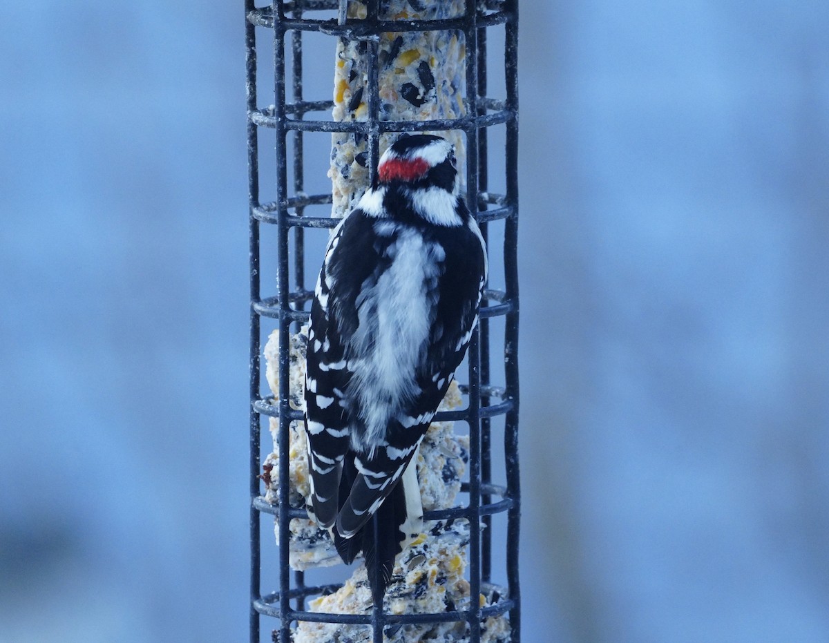 Downy Woodpecker (Eastern) - ML614386614