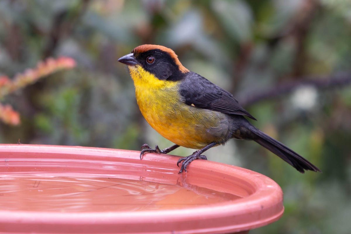 Yellow-breasted Brushfinch - ML614386668