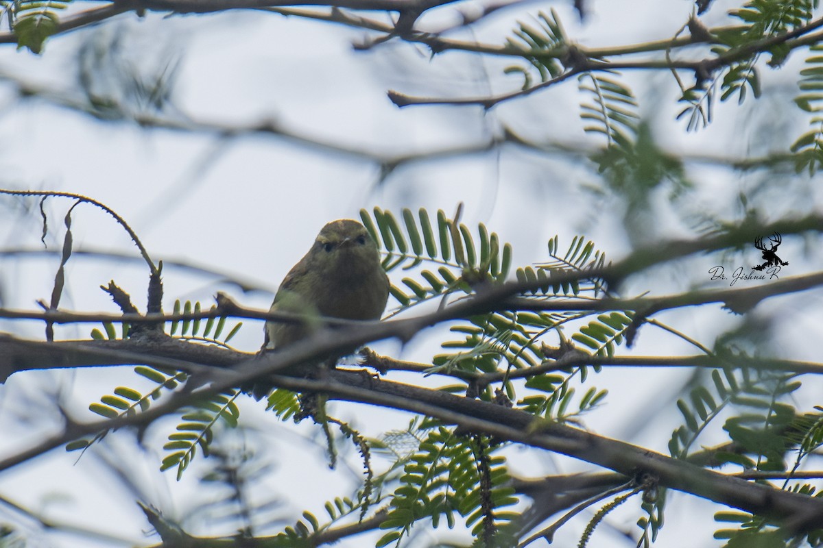 Brooks's Leaf Warbler - ML614386669