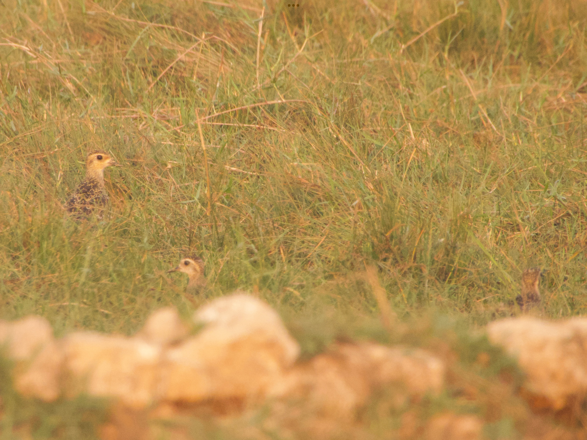 Pacific Golden-Plover - ongsa budda