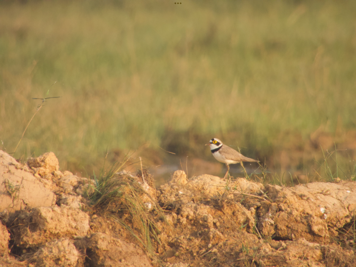 Little Ringed Plover - ML614386758