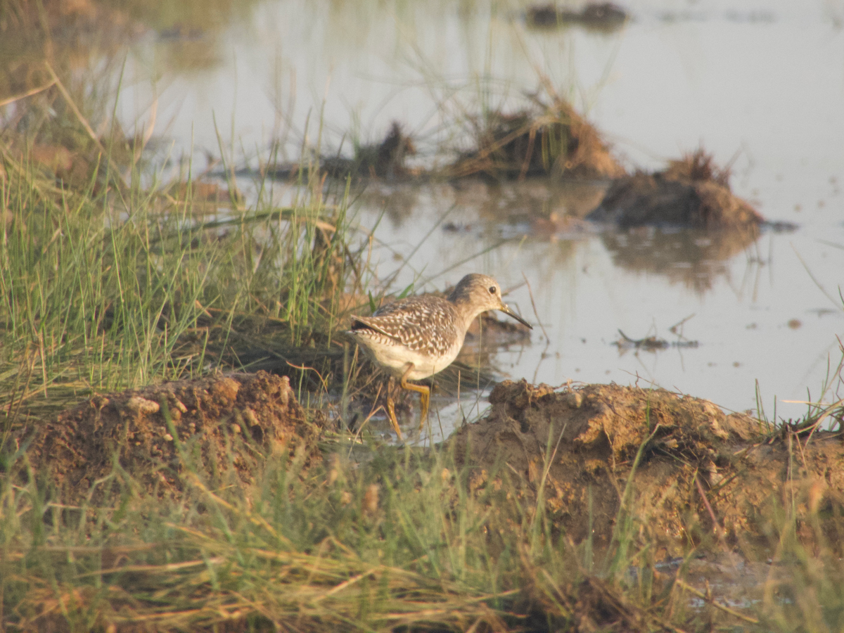 Bruchwasserläufer - ML614386771