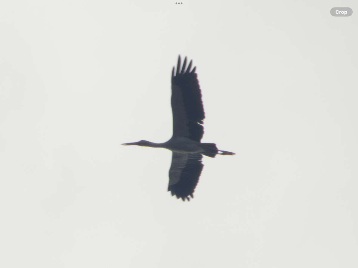 Asian Openbill - ML614386797