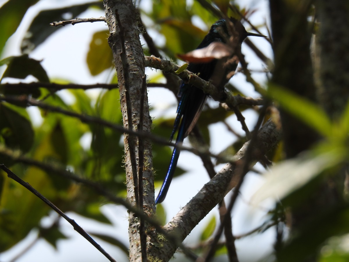 ムラサキフタオハチドリ - ML614386814