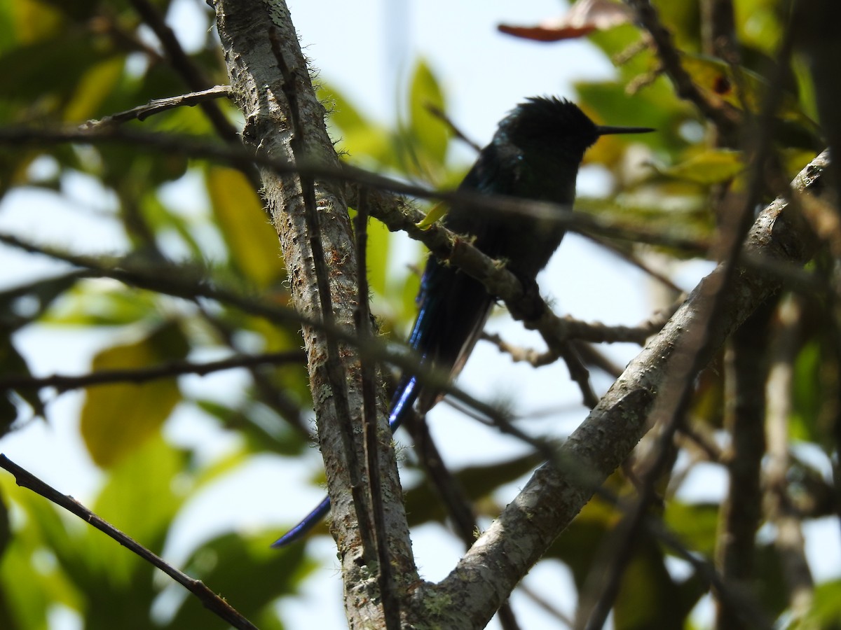 Violet-tailed Sylph - ML614386815