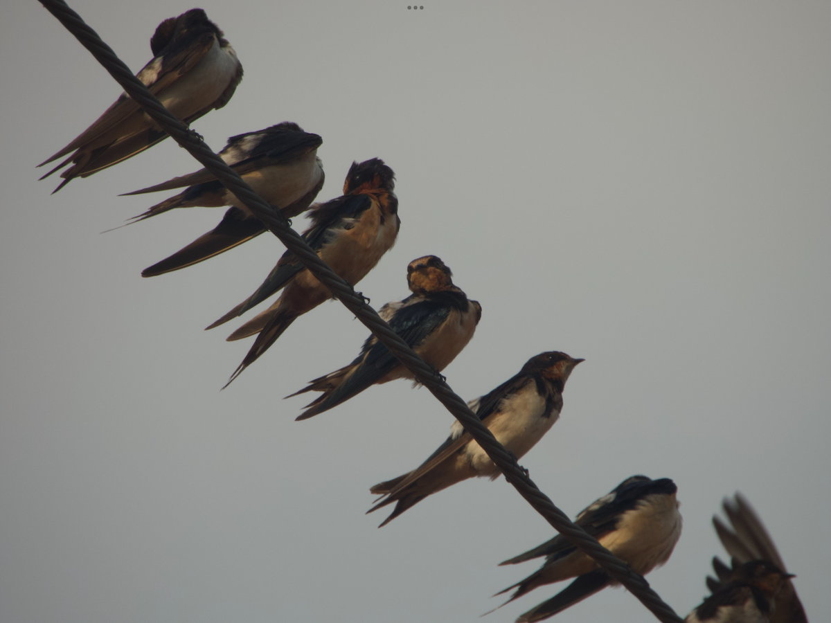 Barn Swallow - ML614386834