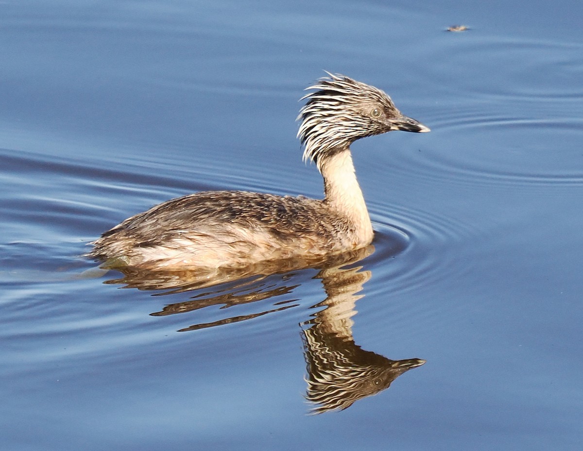 Hoary-headed Grebe - ML614386929