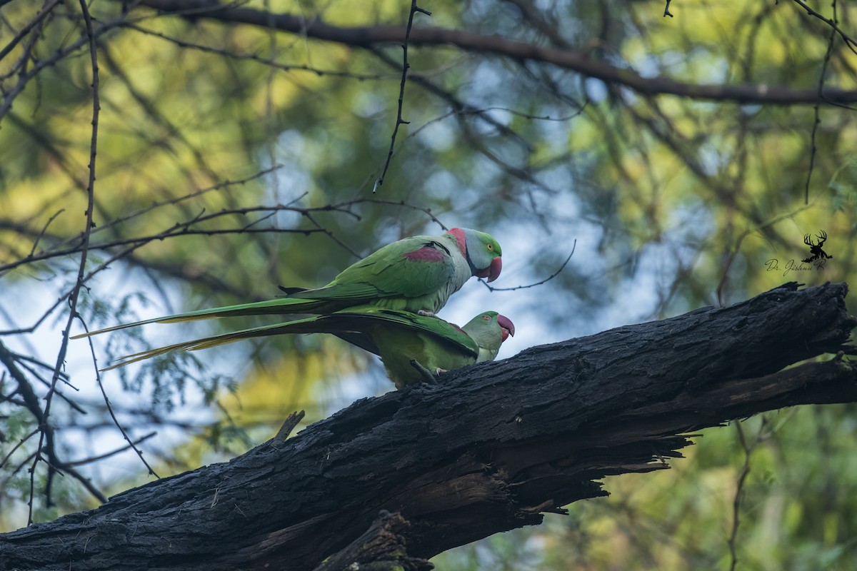 Alexandrine Parakeet - ML614386960