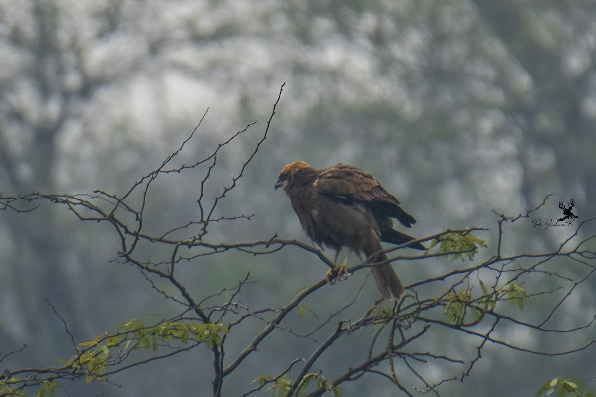 Western Marsh Harrier - ML614387001