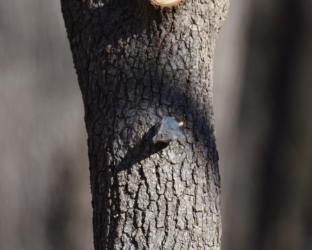 Brown-headed Nuthatch - ML614387008