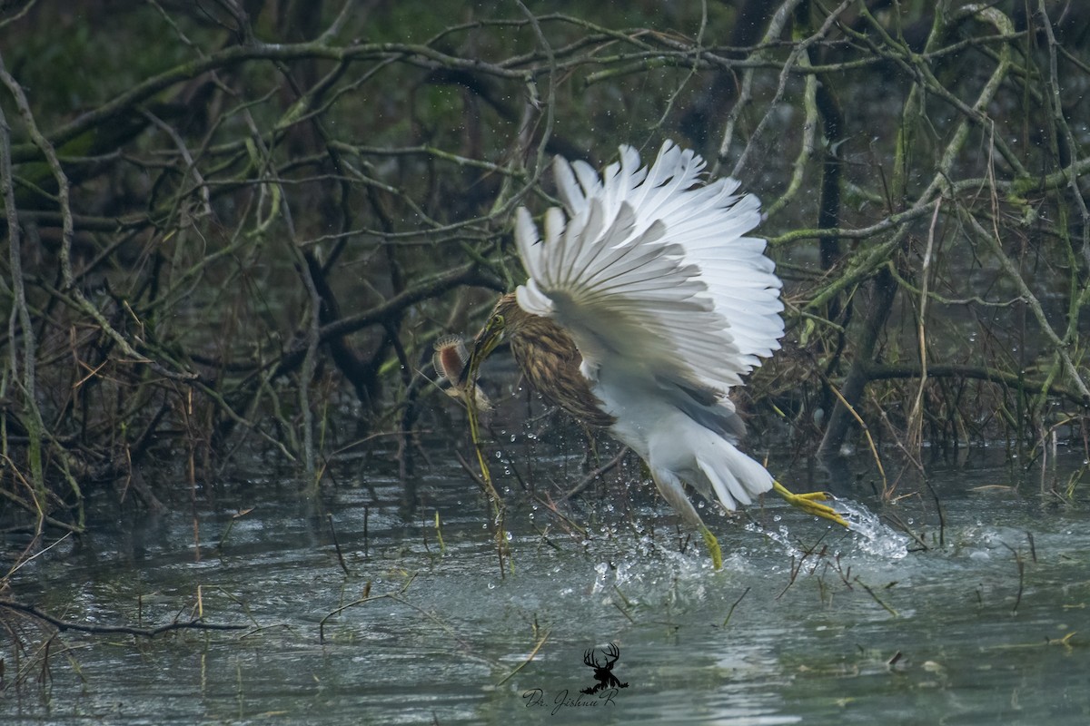 Indian Pond-Heron - Dr Jishnu R