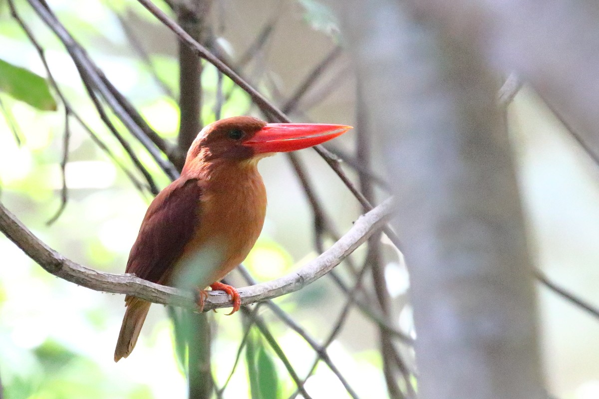 Ruddy Kingfisher - Amit Gupta