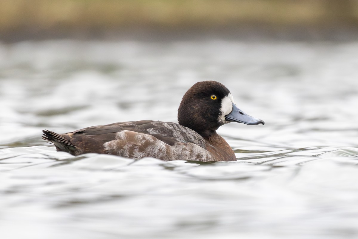 Greater Scaup - ML614387120