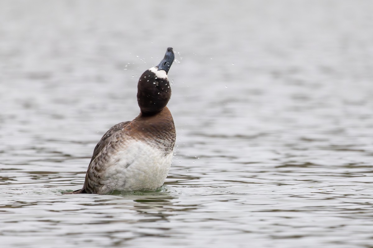 Greater Scaup - ML614387121