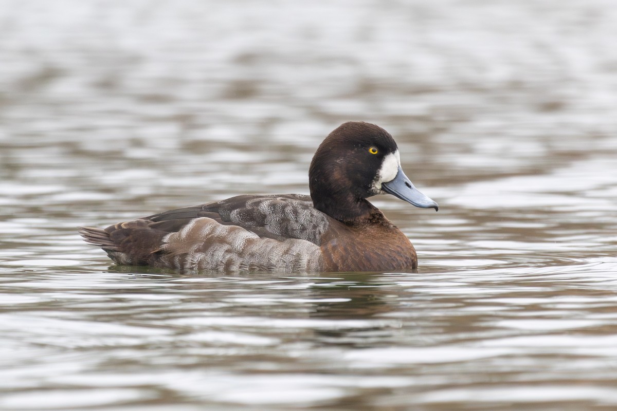 Greater Scaup - ML614387122