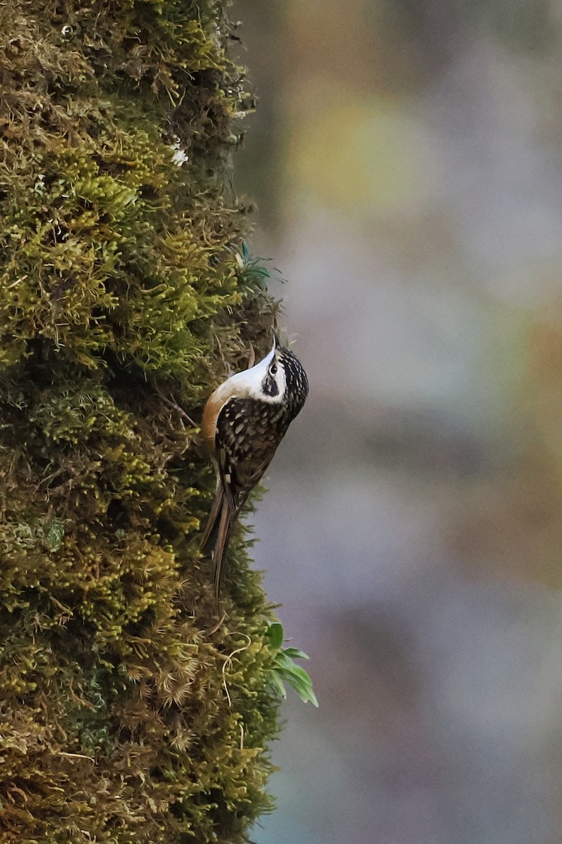 Rusty-flanked Treecreeper - Leijun Zhuang