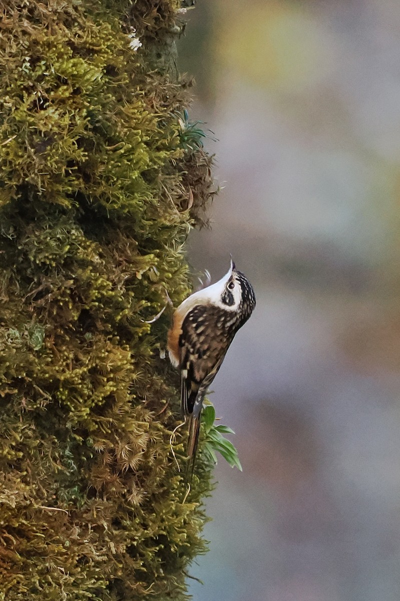 Rusty-flanked Treecreeper - ML614387141