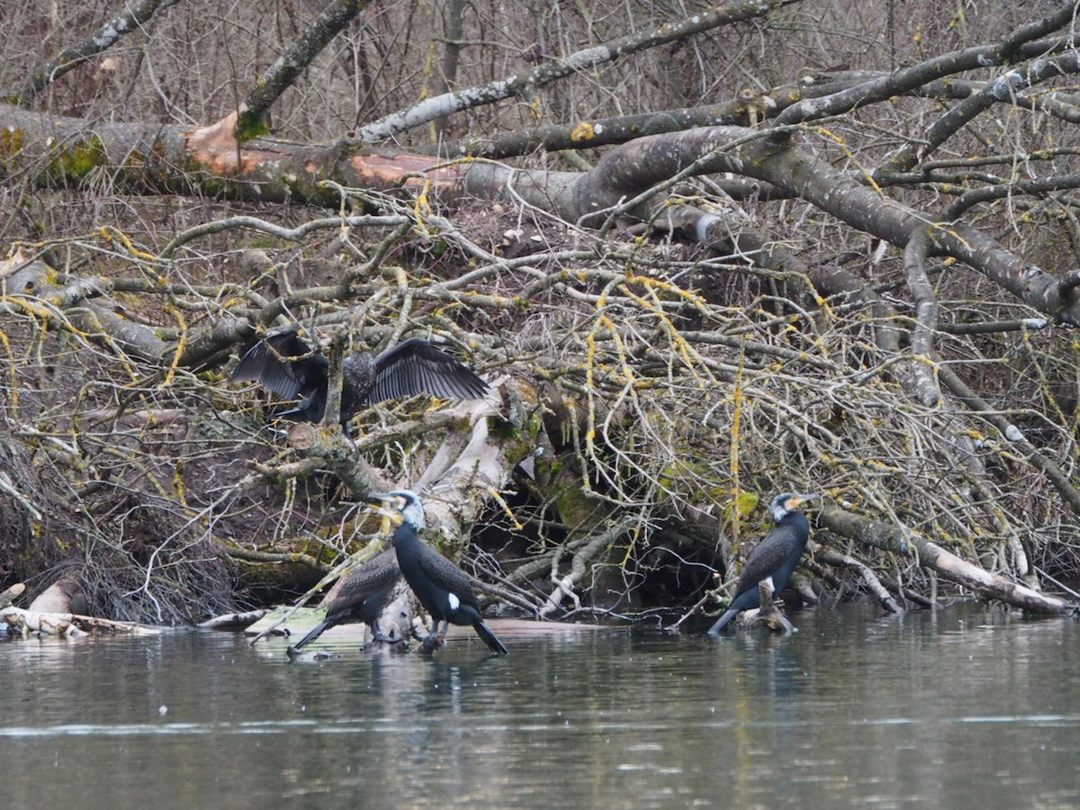 Great Cormorant - ML614387198