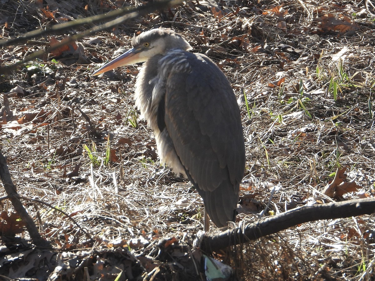 Great Blue Heron - ML614387266