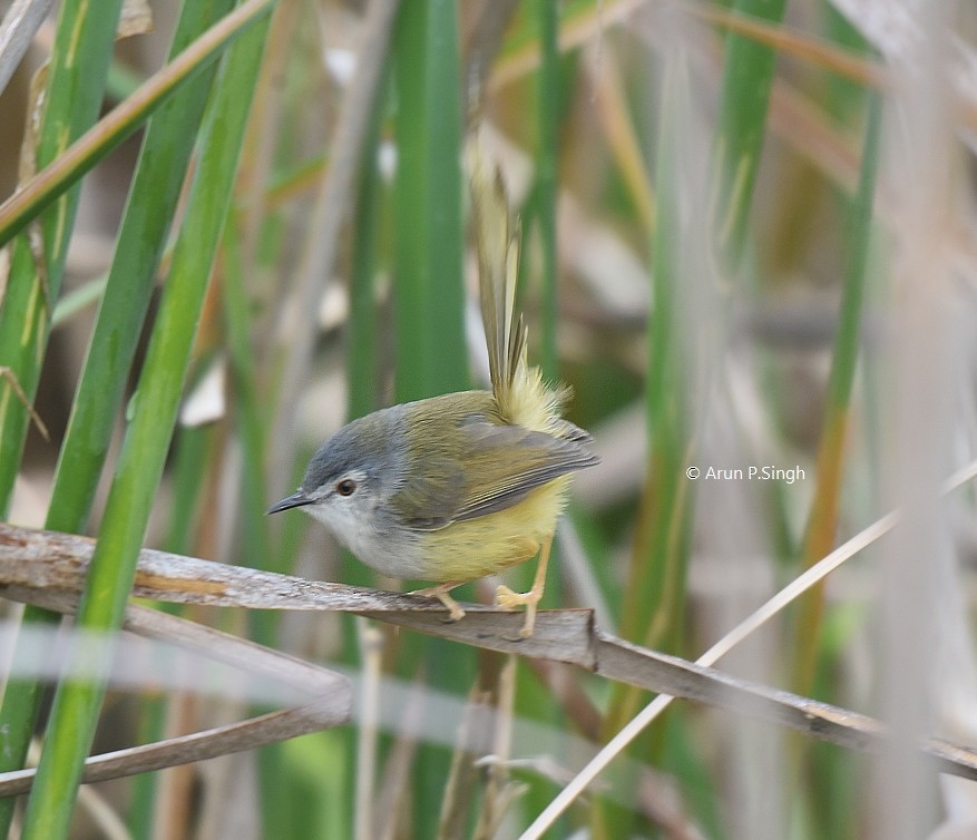 Yellow-bellied Prinia - ML614387282