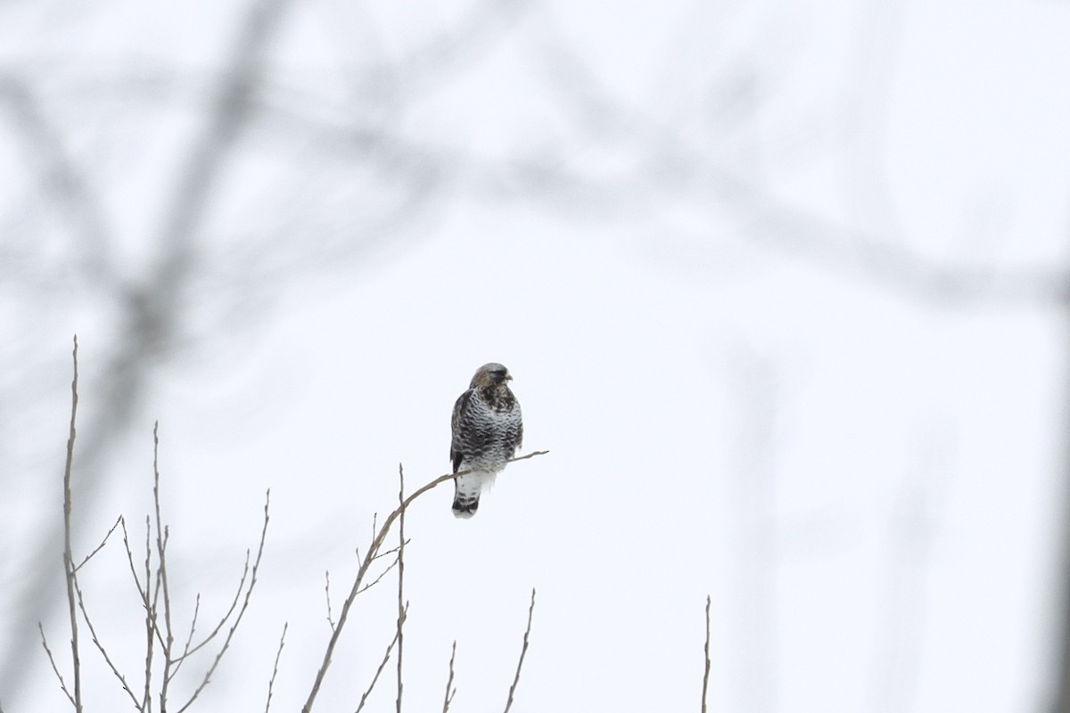 Rough-legged Hawk - ML614387322